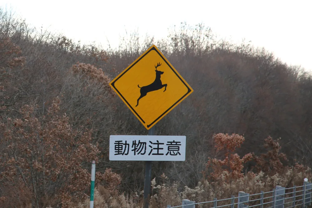 33年のベテラントラックドライバーが語る、道路に潜む「飛び出し」の恐怖